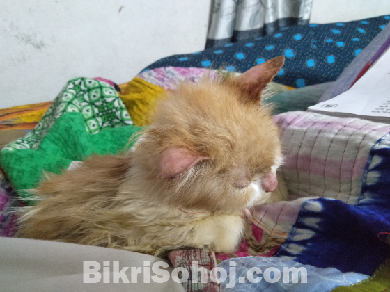 Pure persian cat for sell